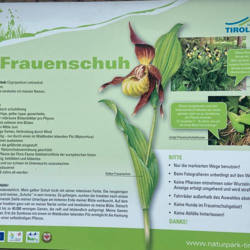 Frauenschuh 7