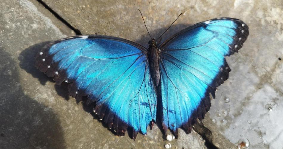 Schmetterling Titel